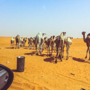 Kameel op de weg - Kamelen