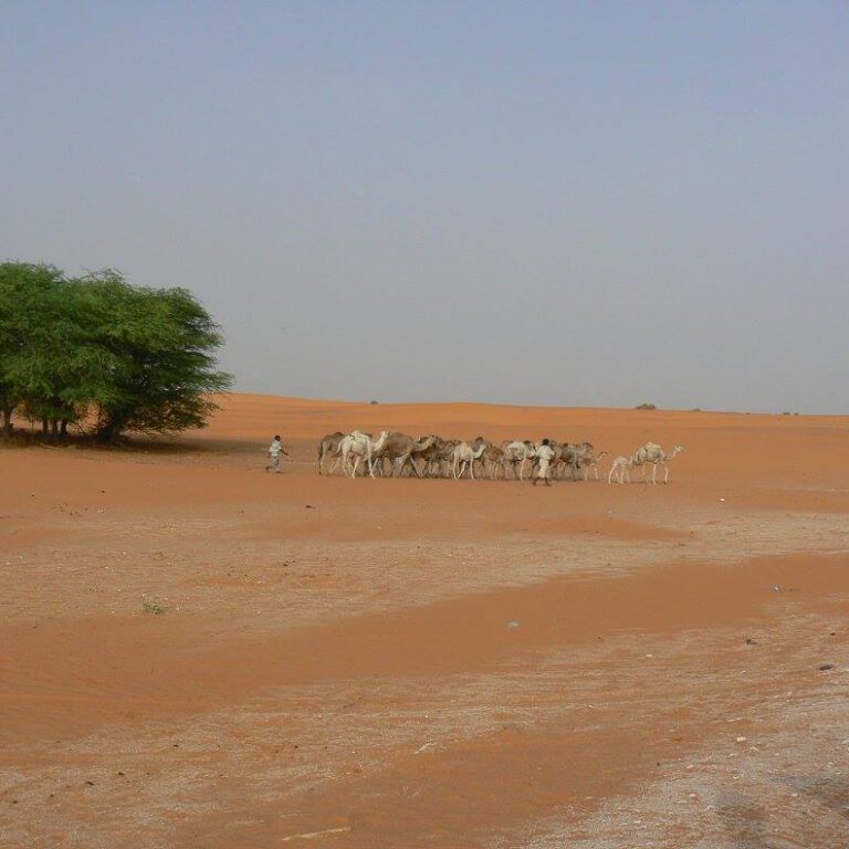 Kameel op de weg - kamelen in de verte